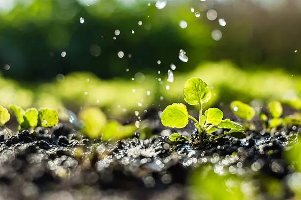Automated Smart Irrigation Networks